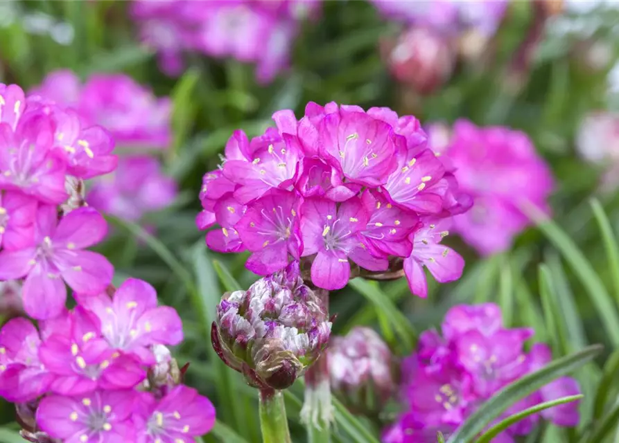 Garten-Grasnelke 'Splendens'