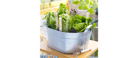 GESUND NASCHEN AUF DEM BALKON!