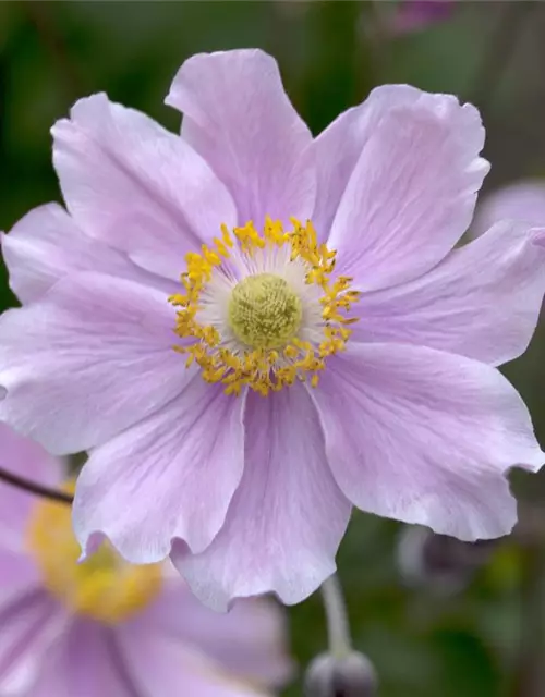 Garten-Herbst-Anemone 'September Charm'