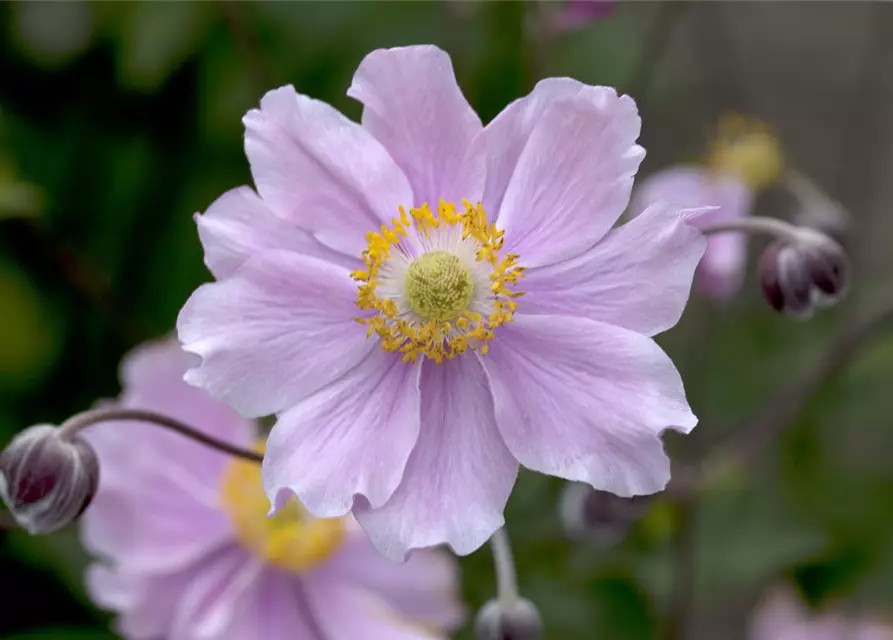 Garten-Herbst-Anemone 'September Charm'