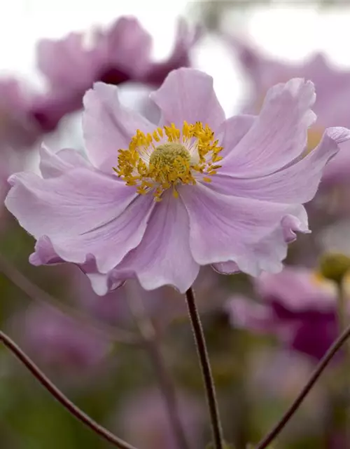 Garten-Herbst-Anemone 'September Charm'
