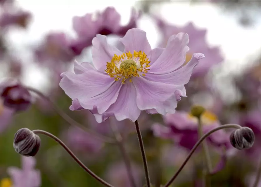 Garten-Herbst-Anemone 'September Charm'