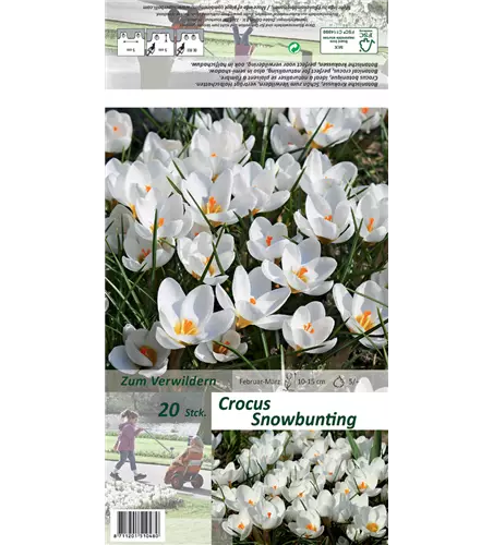Kleiner Garten-Krokus 'Snow Bunting'