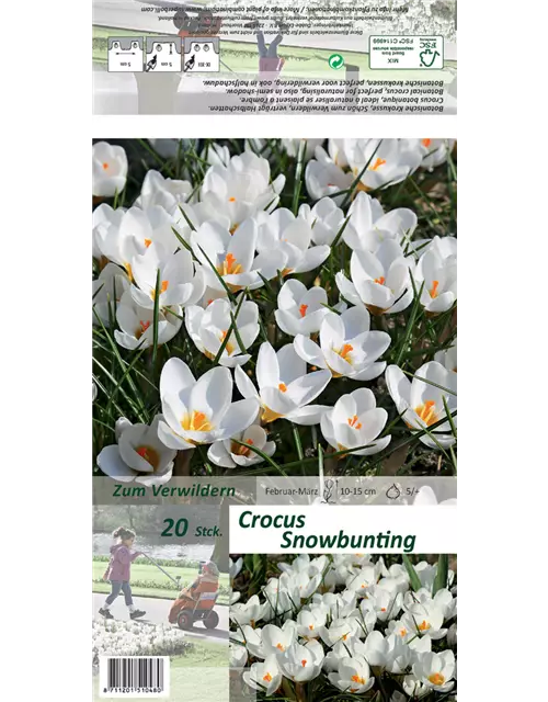 Kleiner Garten-Krokus 'Snow Bunting'