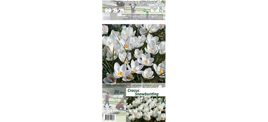Kleiner Garten-Krokus 'Snow Bunting'