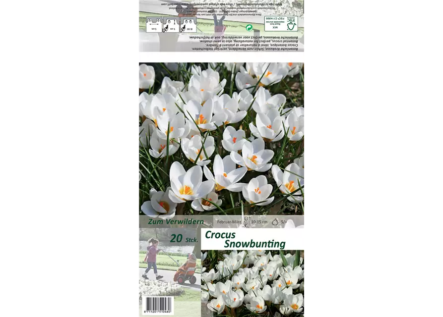 Kleiner Garten-Krokus 'Snow Bunting'