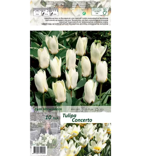 Foster-Tulpe 'Concerto'