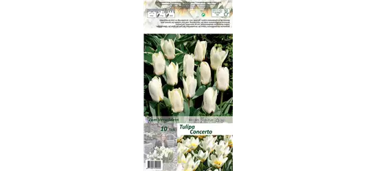 Foster-Tulpe 'Concerto'