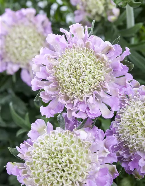 Garten-Tauben-Skabiose 'Pink Mist'