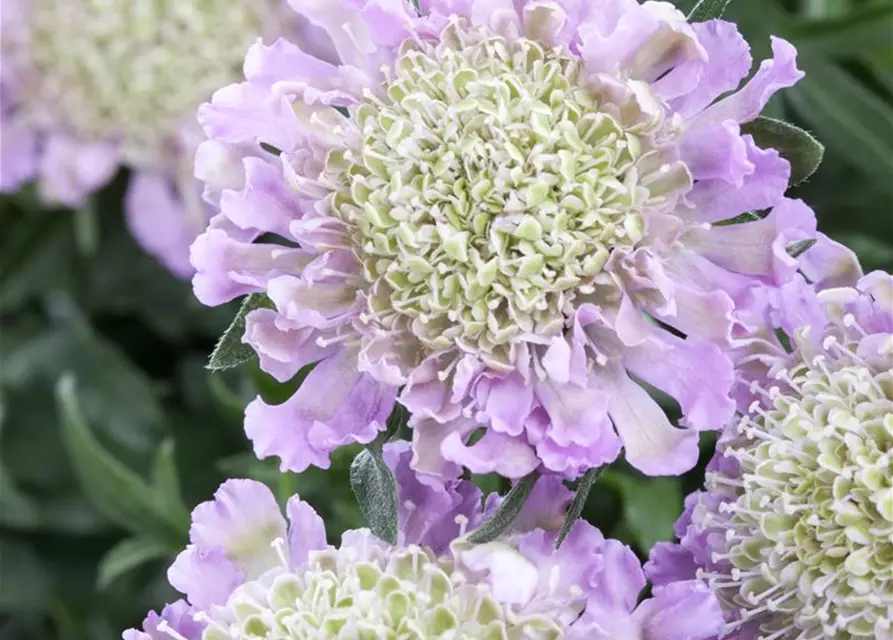 Garten-Tauben-Skabiose 'Pink Mist'