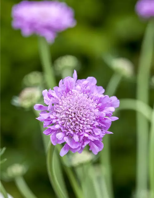 Garten-Tauben-Skabiose 'Pink Mist'
