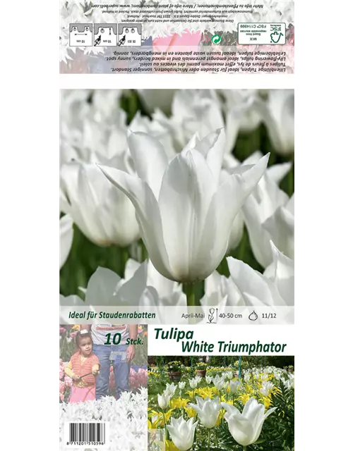 Tulpe 'White Triumphator'