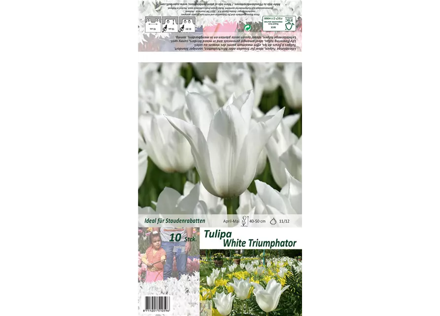 Tulpe 'White Triumphator'