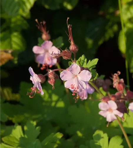 Geranium macrorrhizum 'Camce'
