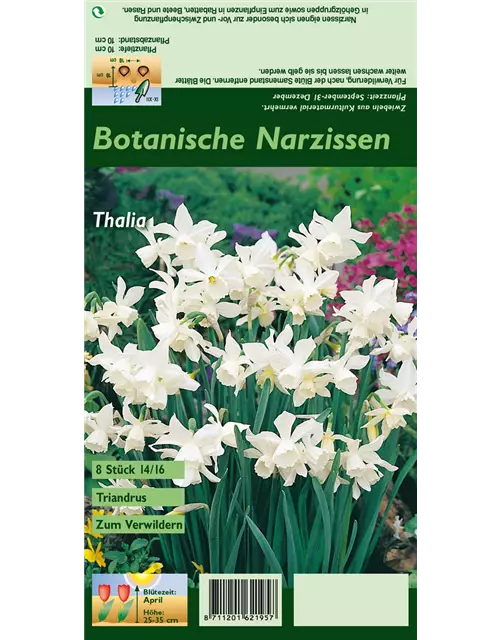 Triandus-Narzisse 'Thalia'
