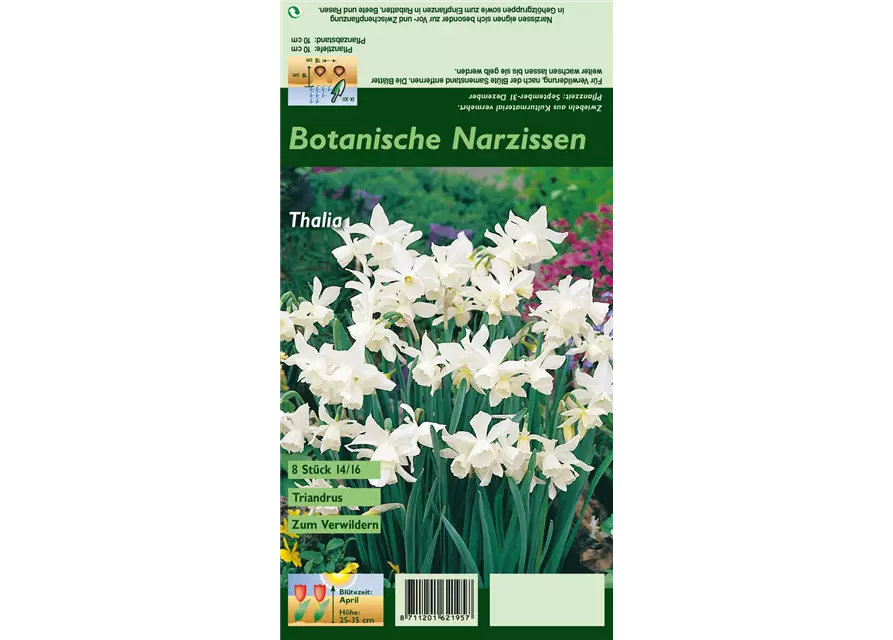 Triandus-Narzisse 'Thalia'