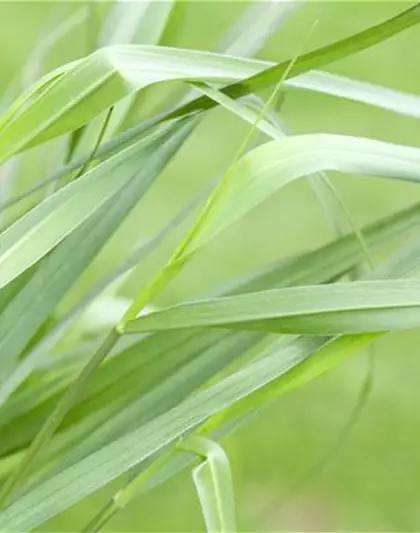 Garten-Ruten-Hirse 'Hänse Herms'