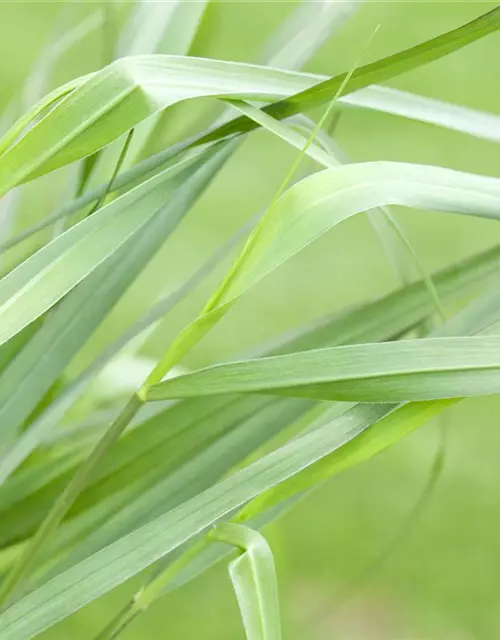 Garten-Ruten-Hirse 'Hänse Herms'
