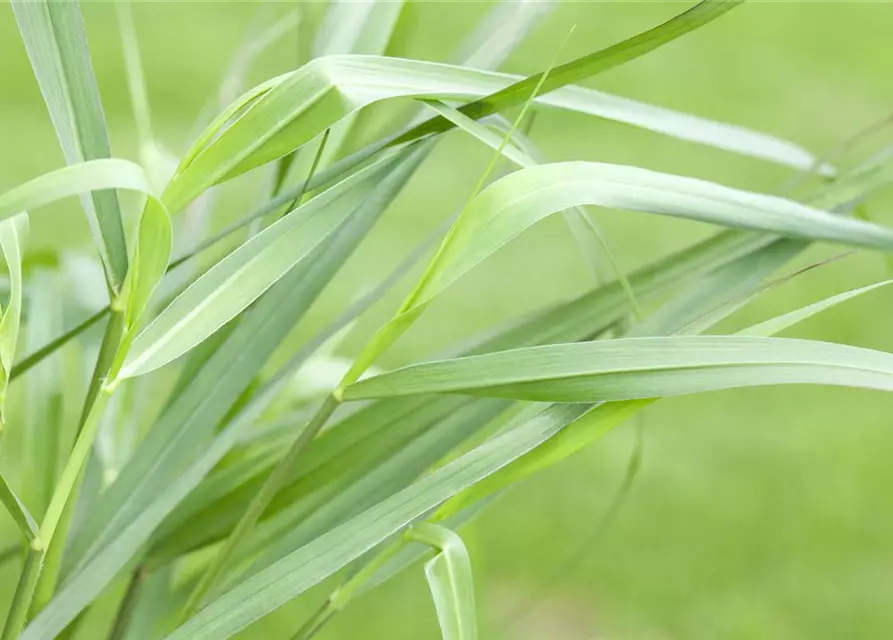 Garten-Ruten-Hirse 'Hänse Herms'
