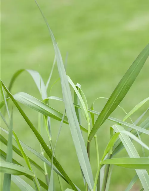 Garten-Ruten-Hirse 'Hänse Herms'
