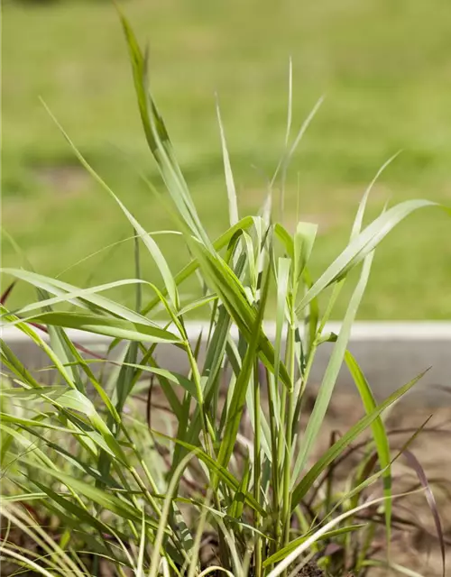Garten-Ruten-Hirse 'Hänse Herms'