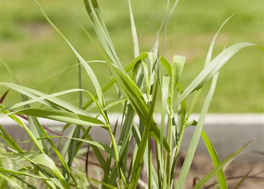 Garten-Ruten-Hirse 'Hänse Herms'