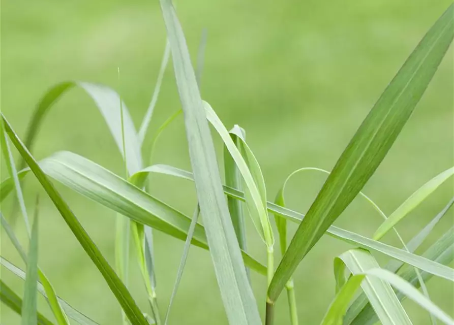 Garten-Ruten-Hirse 'Hänse Herms'