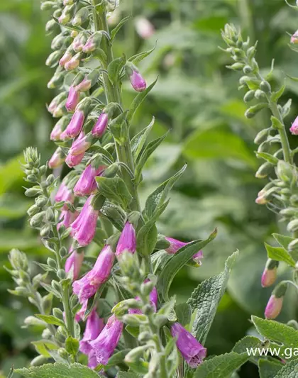 Garten-Fingerhut 'Gloxiniaeflora'