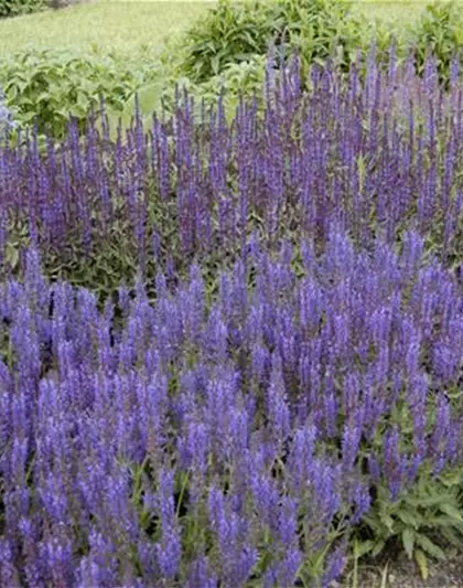 Garten-Blüten-Salbei 'Wesuwe'