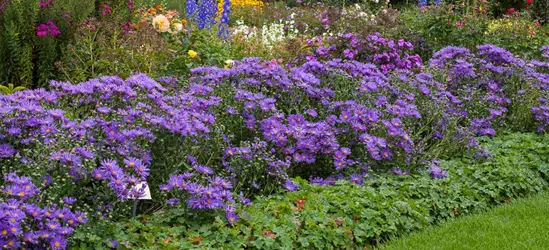Garten-Sommer-Aster 'Blue King'