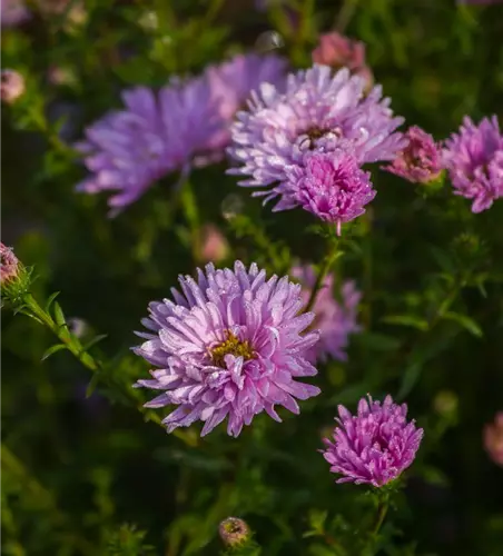 Garten-Glattblatt-Aster 'Fellowship'