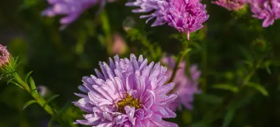 Garten-Glattblatt-Aster 'Fellowship'