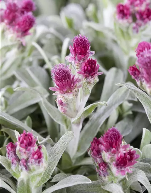 Garten-Katzenpfötchen 'Rubra'