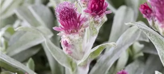 Garten-Katzenpfötchen 'Rubra'
