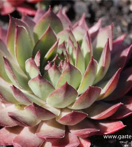 Garten-Hauswurz 'Blood Tip'