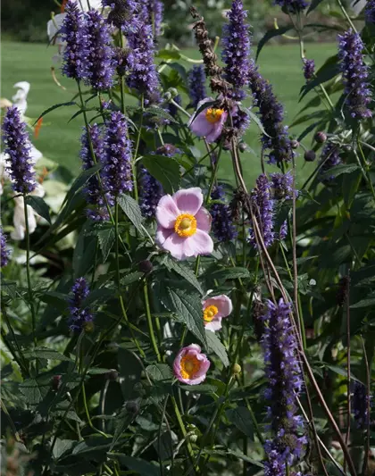 Garten-Duftnessel 'Black Adder'®