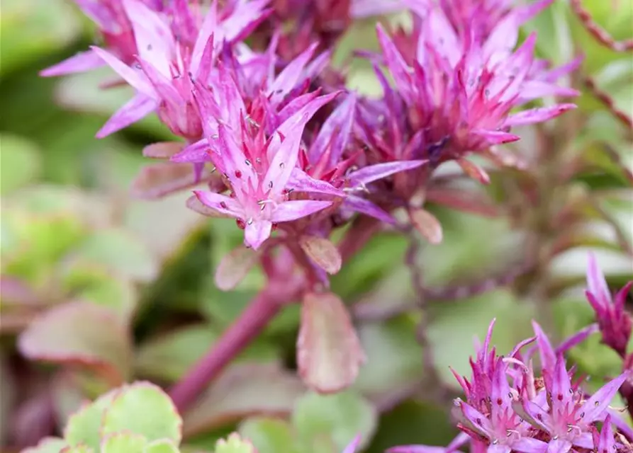 Garten-Teppich-Fettblatt 'Fuldaglut'