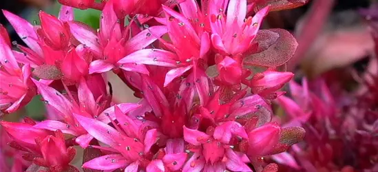 Garten-Teppich-Fettblatt 'Fuldaglut'