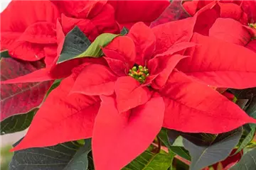 ZAUBERHAFTE WEIHNACHTSSTERNE!