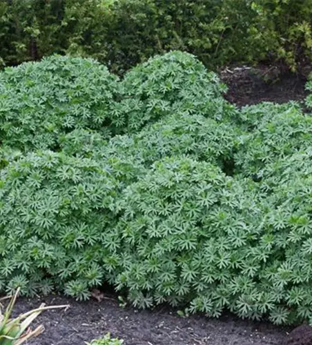 Garten-Blut-Storchschnabel 'Ron Leed'