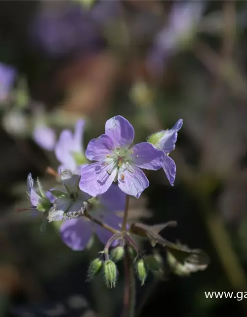 Geranium maculatum 'Espresso'