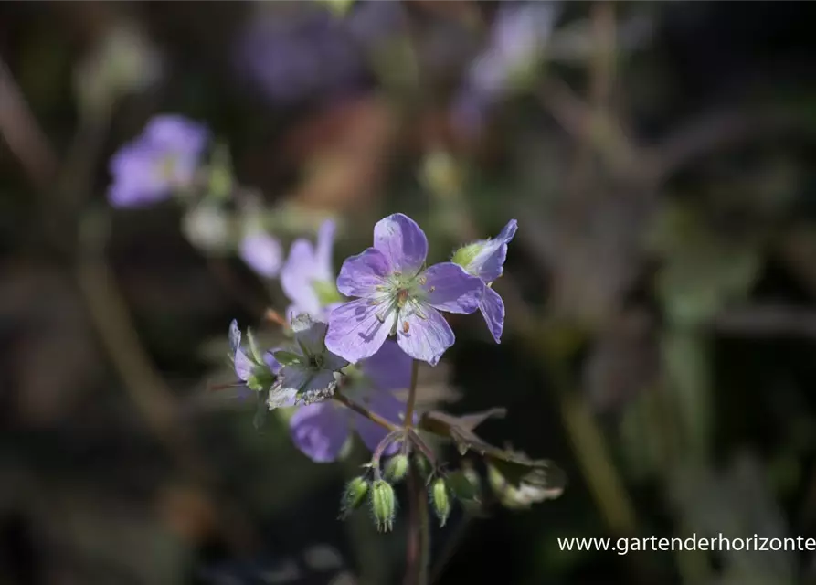 Geranium maculatum 'Espresso'