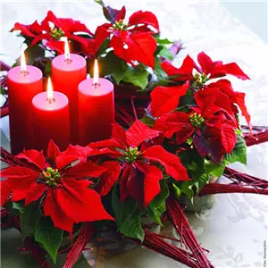 ZAUBERHAFTE WEIHNACHTSSTERNE!