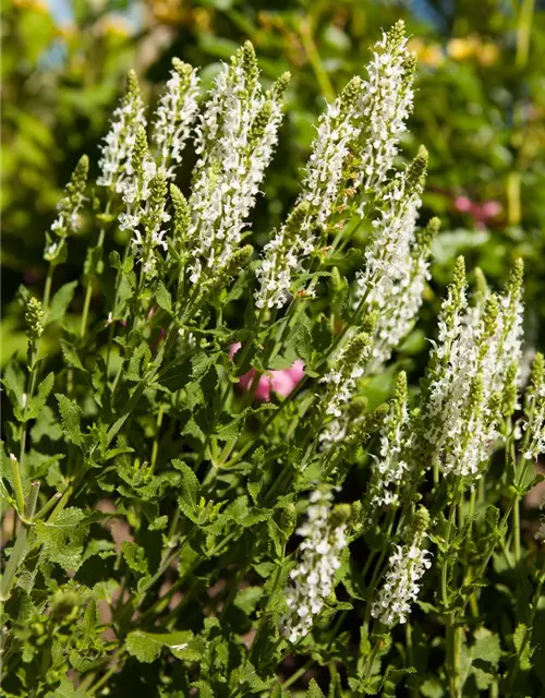 Garten-Blüten-Salbei 'Adrian'