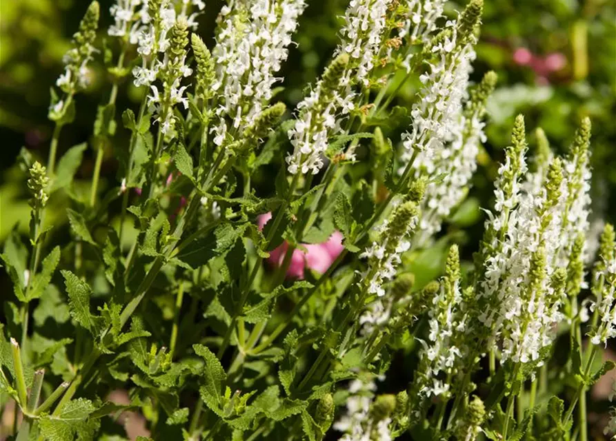 Garten-Blüten-Salbei 'Adrian'