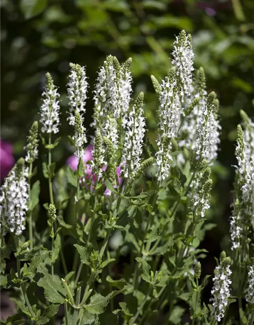 Garten-Blüten-Salbei 'Adrian'