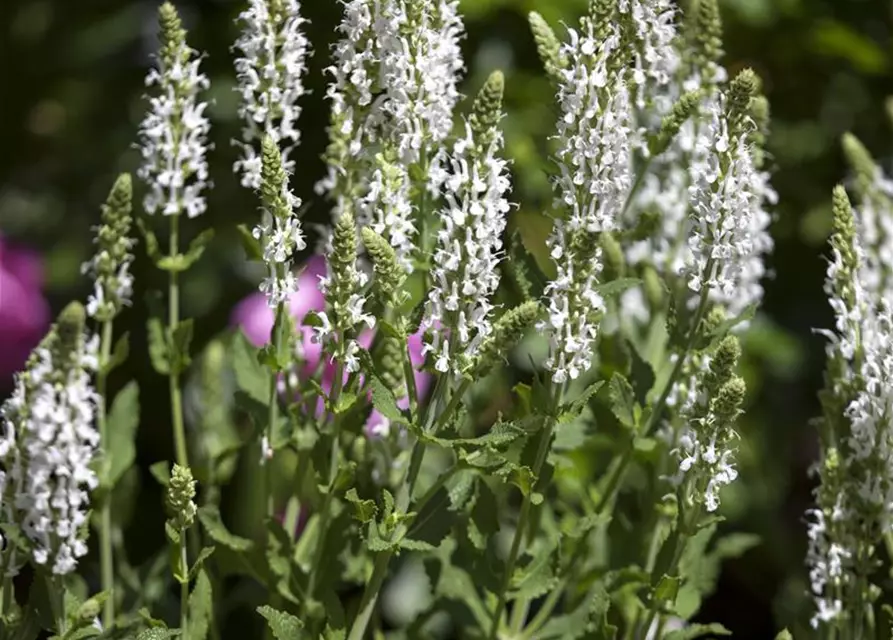 Garten-Blüten-Salbei 'Adrian'