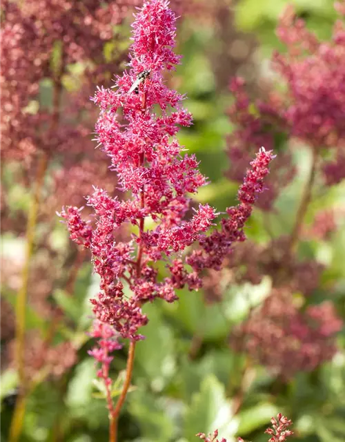 Garten-Prachtspiere 'Bremen'