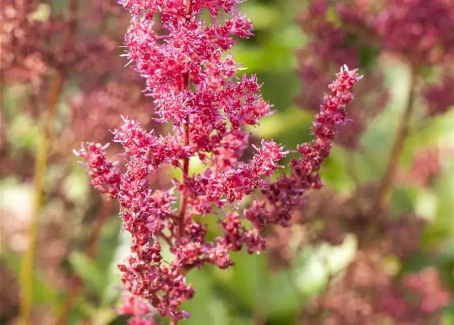 Garten-Prachtspiere 'Bremen'