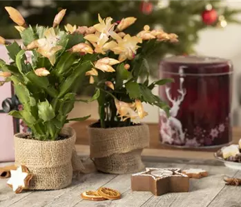 ZIMMERPFLANZEN FÜR DEIN ZUHAUSE